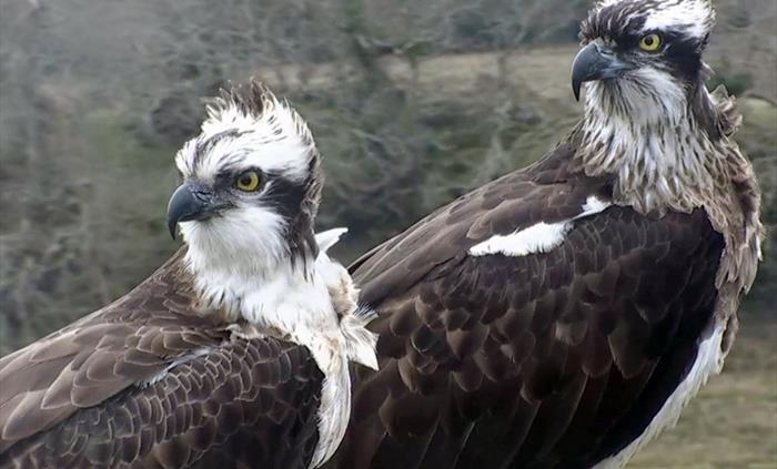 Glaslyn Ospreys